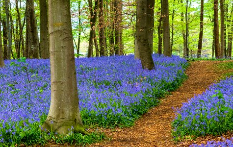 Tree forest forest path photo