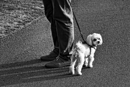 Animal mammal white doggy photo