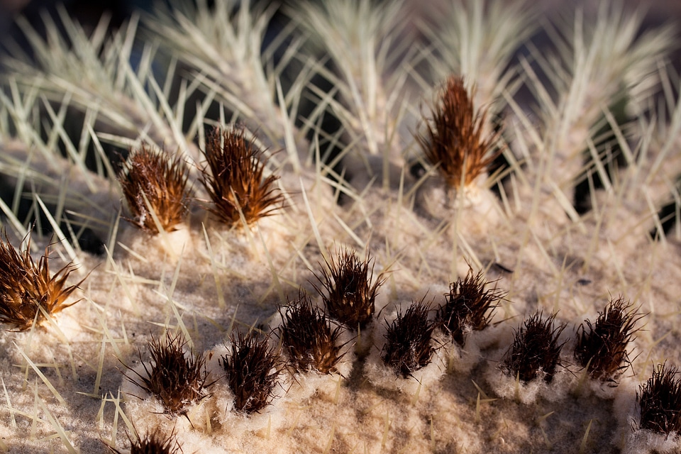 Bud globose prickly