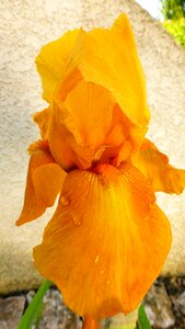 Color leaf iris photo