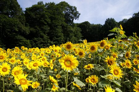 Plant summer sunflower photo