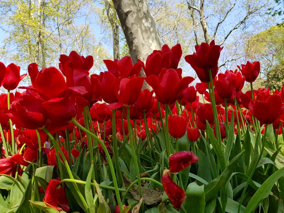 Tulip garden shell photo