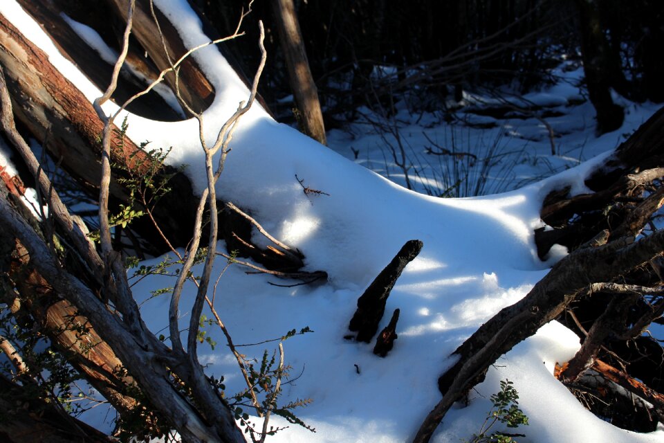 Cold tree outdoors