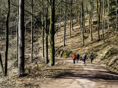 Forest palatinate forest hike