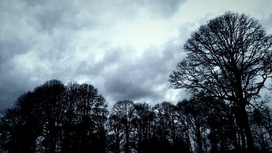 Wood snow dawn