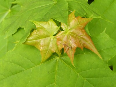 Environment growth maple photo