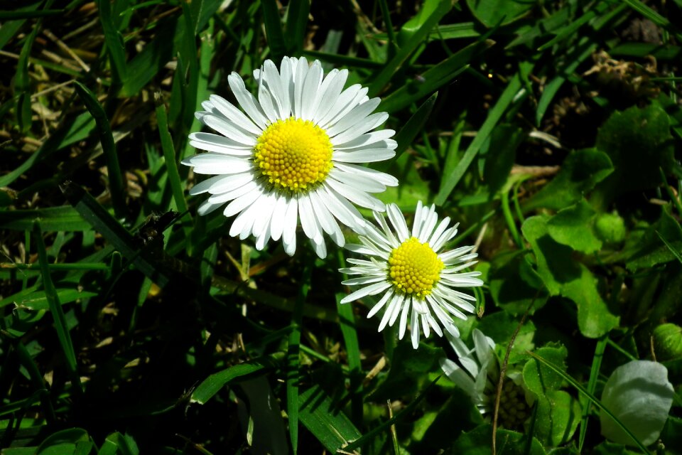 Daisy spring garden photo