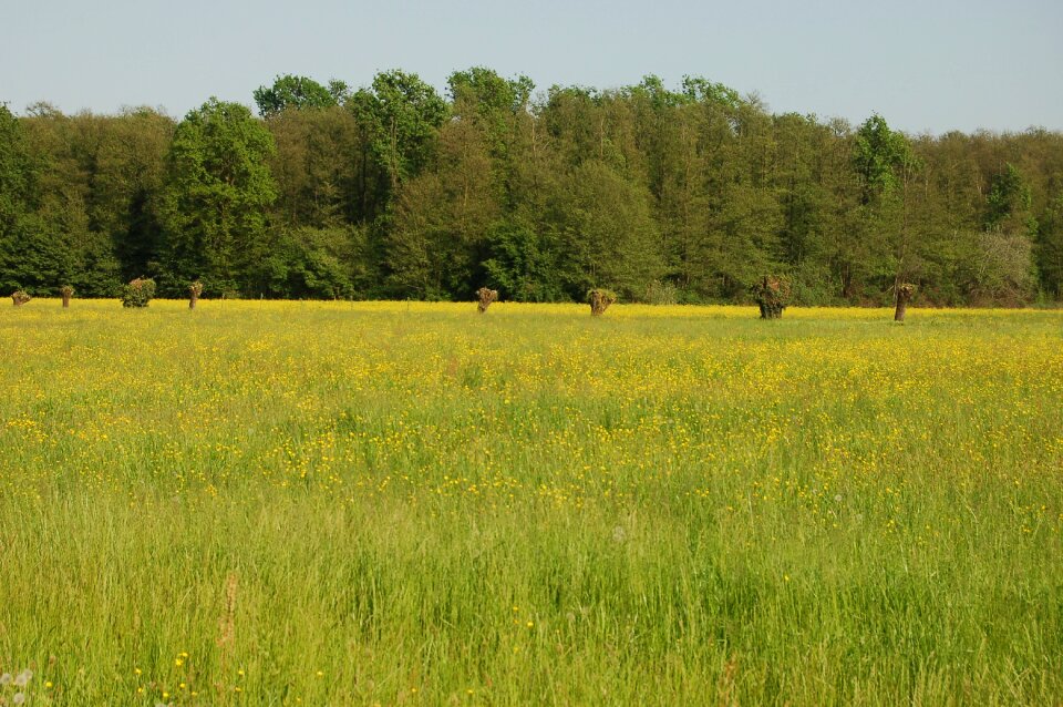 Field landscape field of flowers