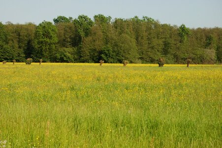 Field landscape field of flowers