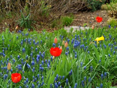 Meadow plant garden