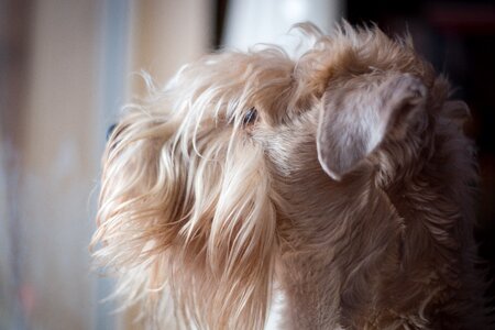 Mammal fur canine