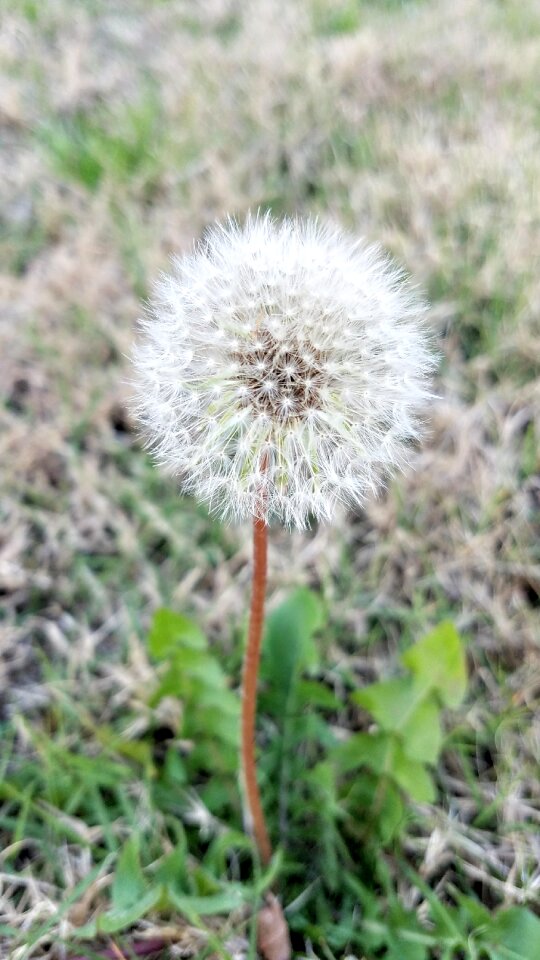 Summer dandelion