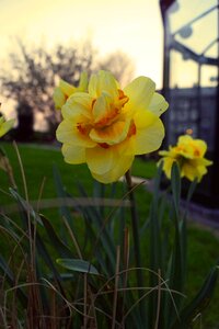 Garden summer season