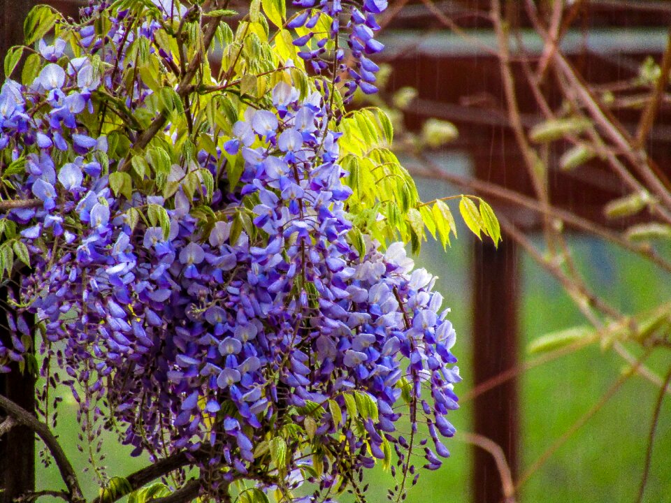 Garden leaf flowering