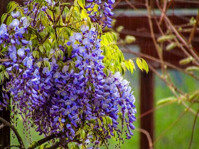 Garden leaf flowering