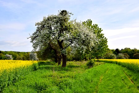 Field agriculture field of rapeseeds photo