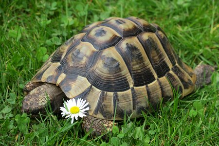Nature turtle reptile