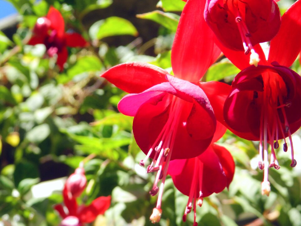 Leaf flower outdoors