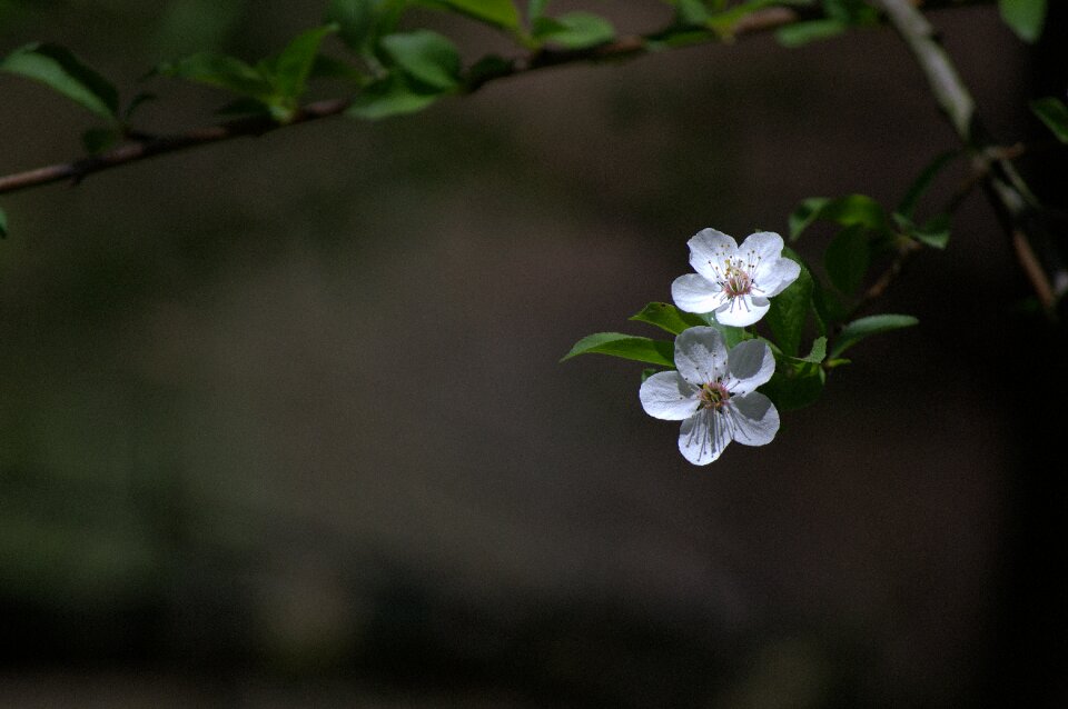 Blooming tree in bloom flowers cherry