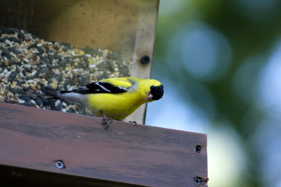Nature feeder male goldfinch