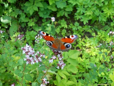 Summer marjoram butterfly
