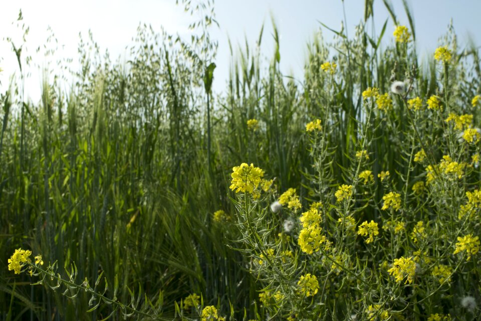 Plant the hay field fire