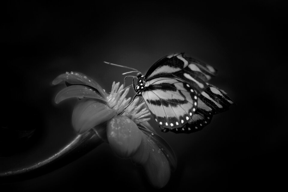 Nature animal black and white