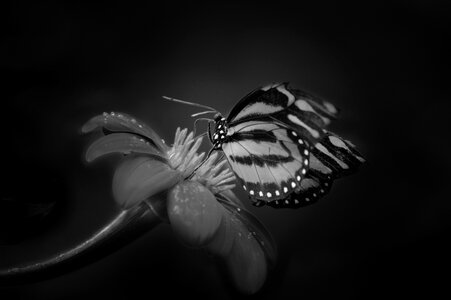 Nature animal black and white