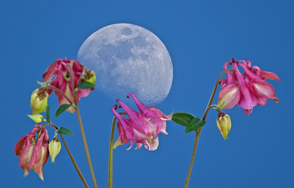 Flower nature moon
