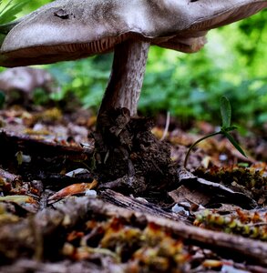 Agaric nature fungi photo