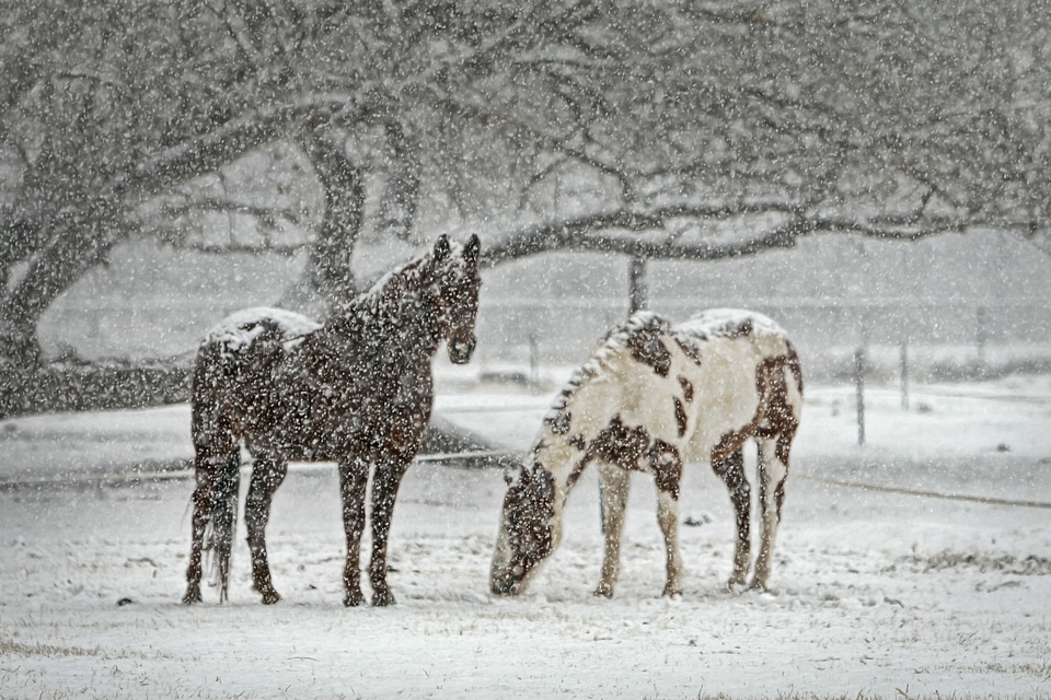 Snowfall winter equestrian