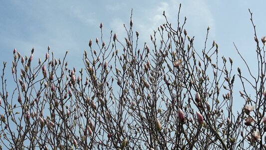 Spring magnolia large