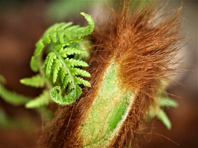 Leaf tree fern