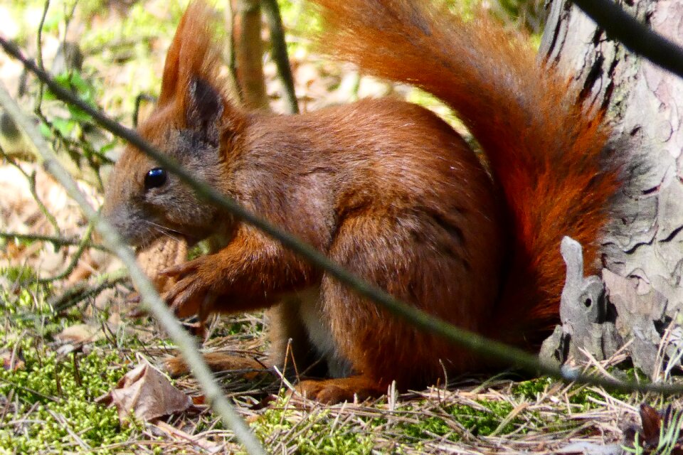 Mammals animals charming