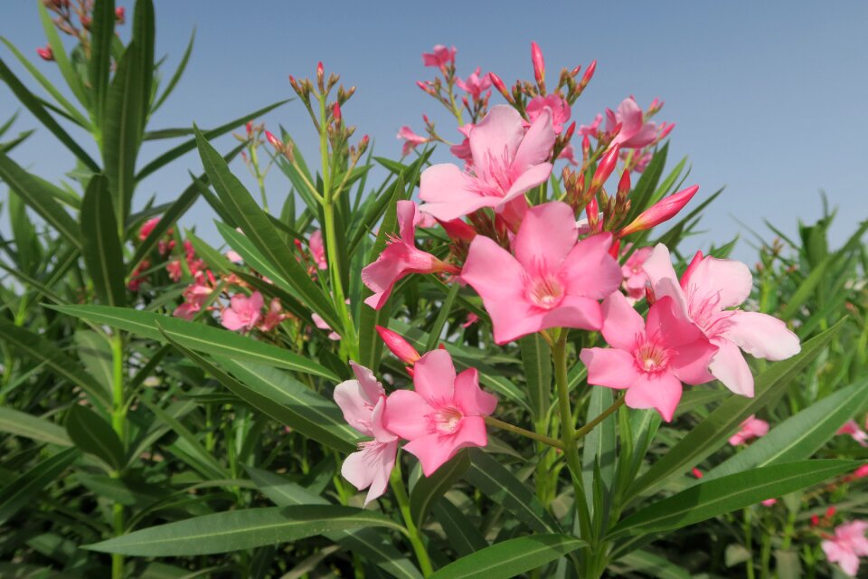 Summer leaves oleander