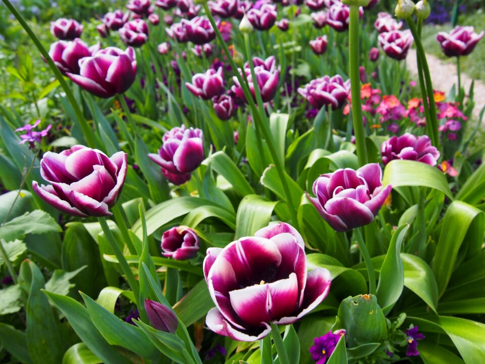 Nature garden violet