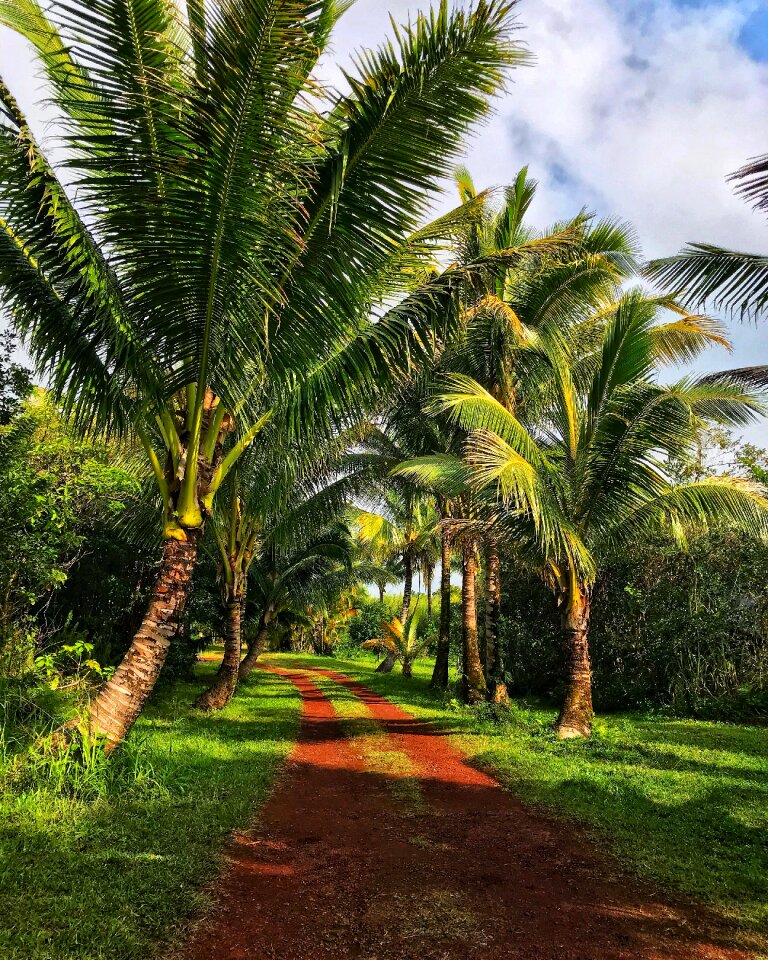 Tropical island vacation