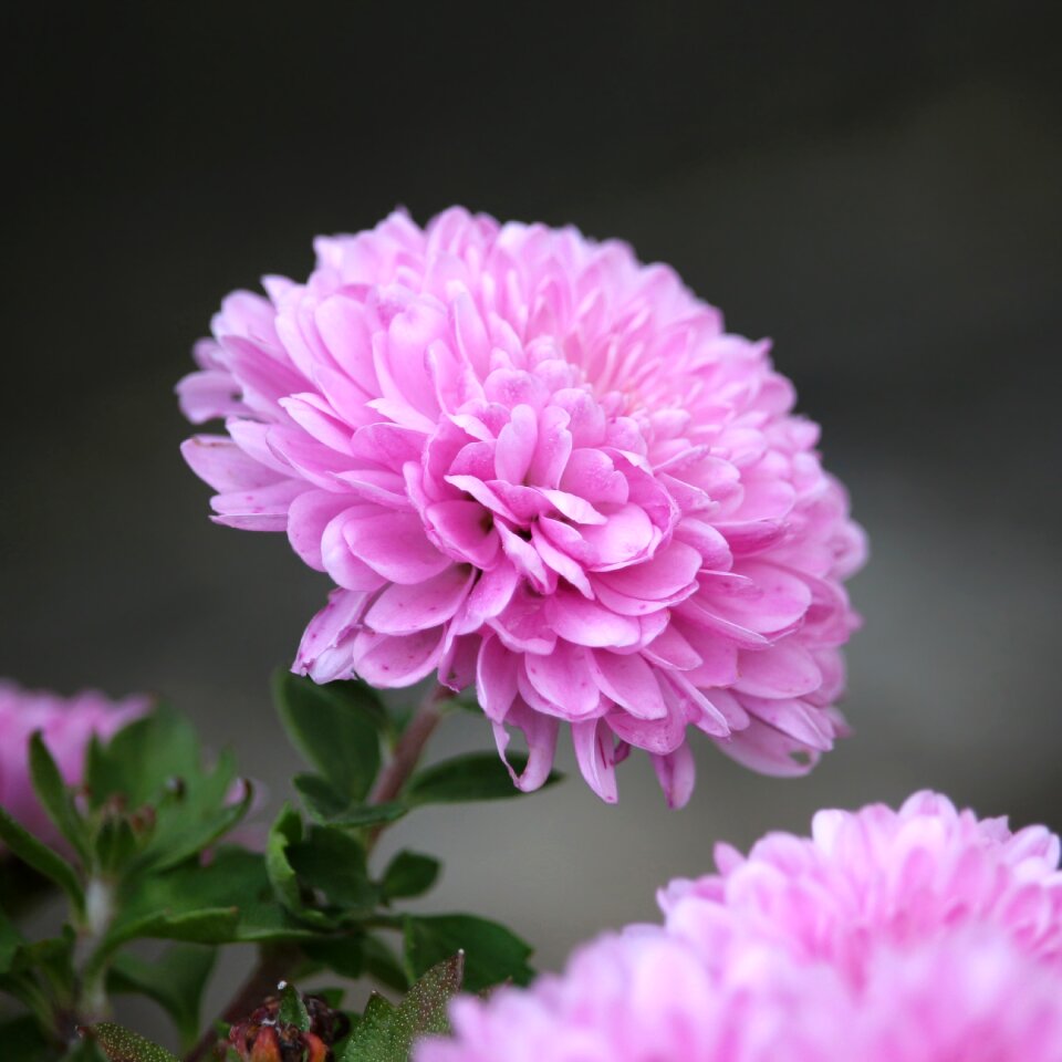Flower floral single flower