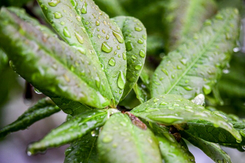 Growth rain