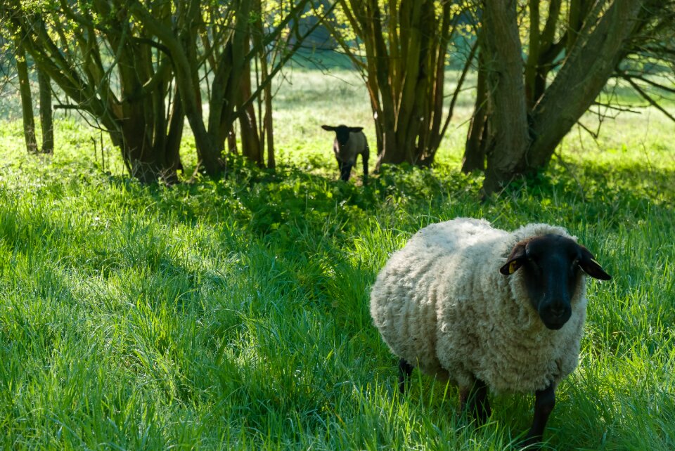 Tree outdoor sheep