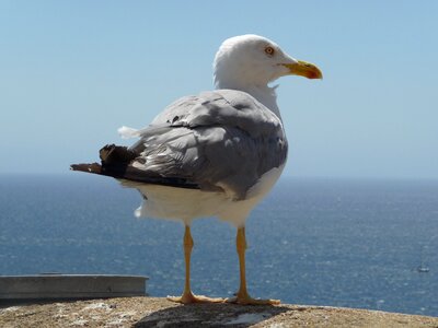 Waters sea seagull photo