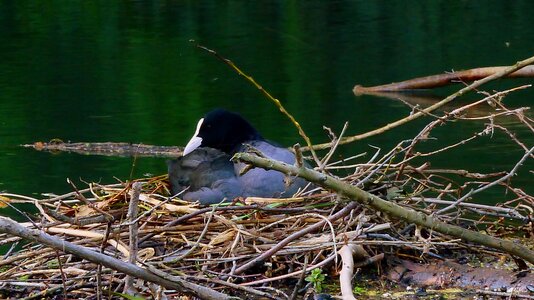Outdoor animal nest