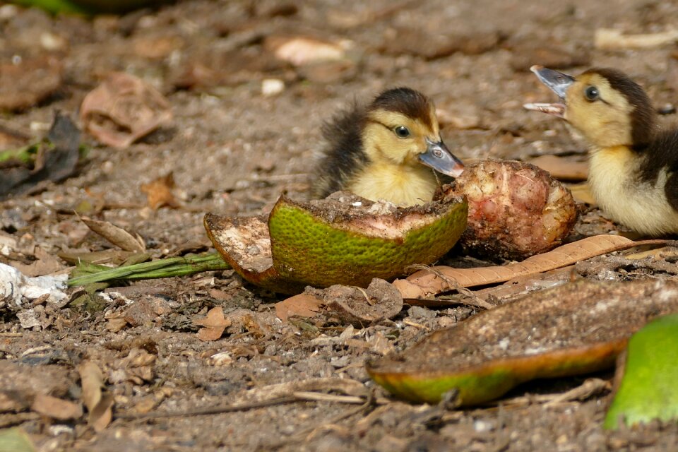 Animal world small ducklings