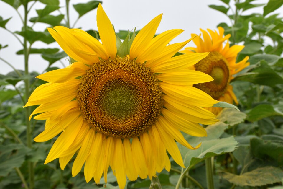 Summer leaf sunflower