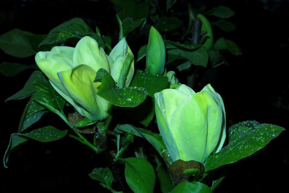 Plant leaf nature