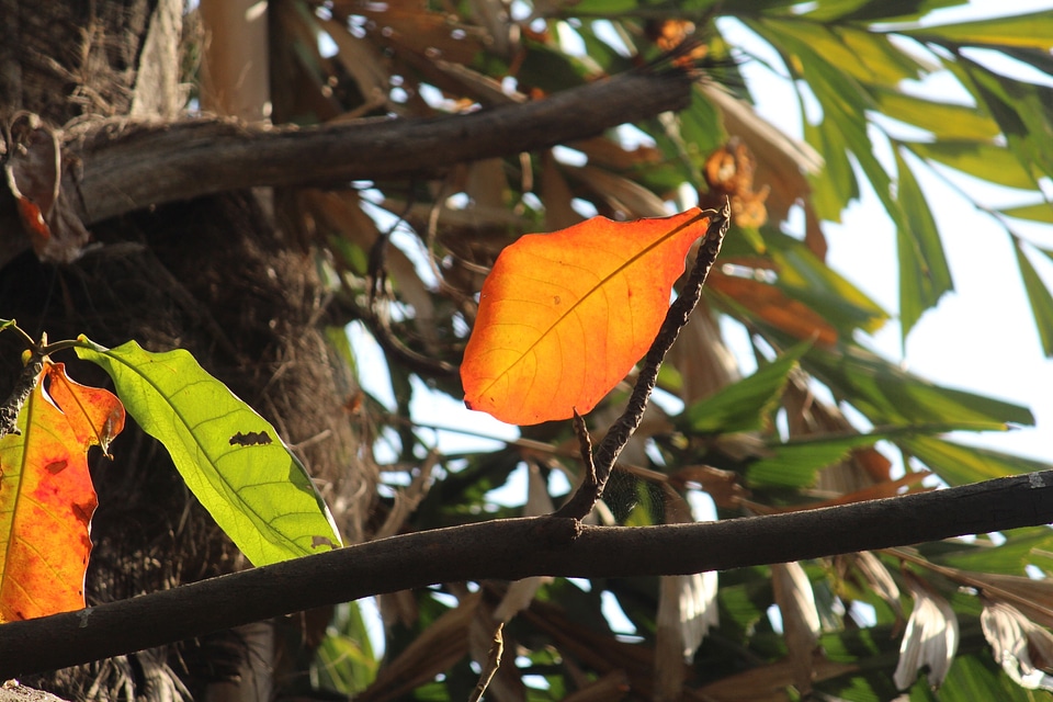 Season foliage natural