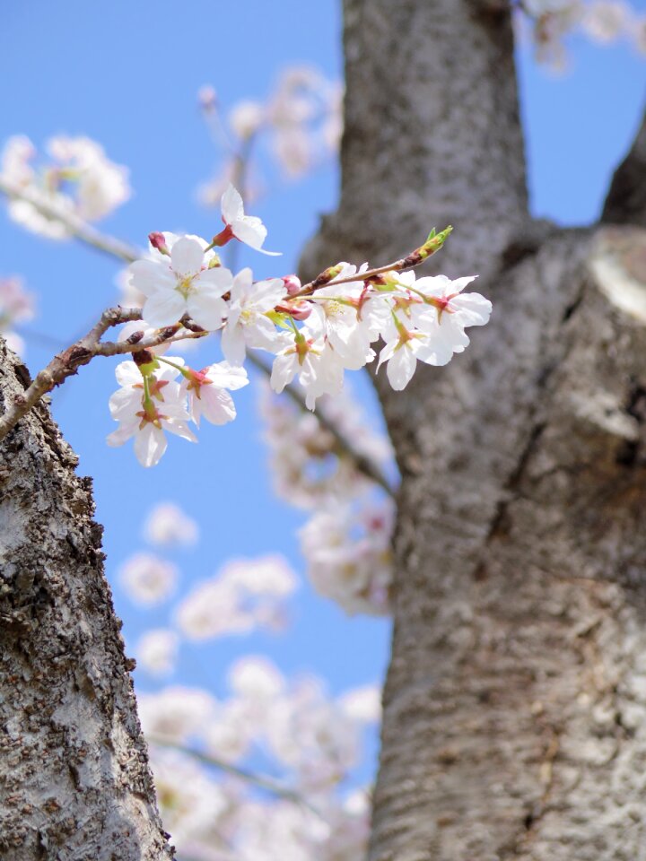 Plant seasonal branch