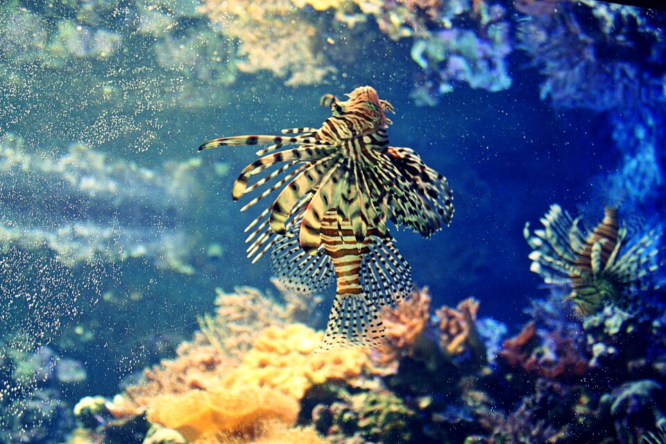 Fish ocean aquarium