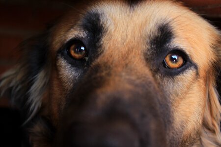 Cute portrait pet