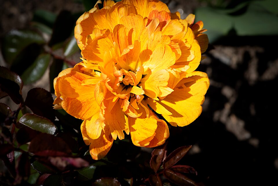 Blossom bloom flower
